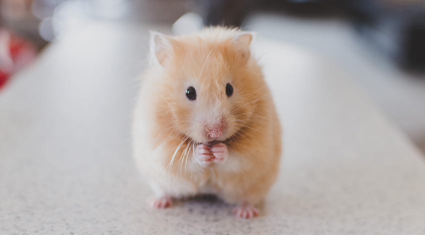 Send us a photo and tell us how your pet helps by email or on Twitter, and they might be featured in our next Weekly INT Boost!