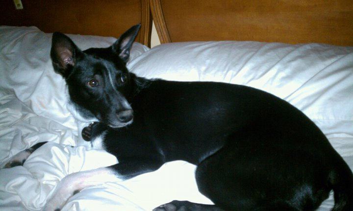 Say hi to Moses, a charming Basenji who's part of the extended Take This family care of Suzanne Jakiw's mother.