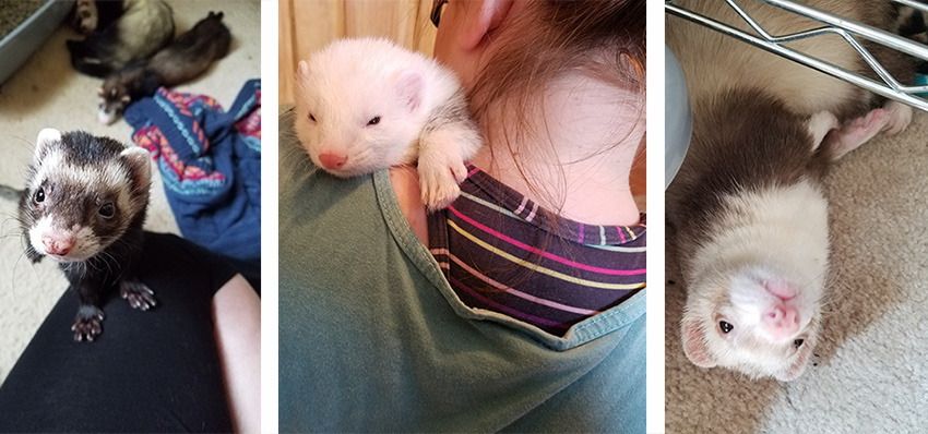 These cuties are Ash, mcCloud and Yui, and they belong to Take This volunteer Megan N. Want to see your pets in our weekly roundup? Submit them to info@takethis.org