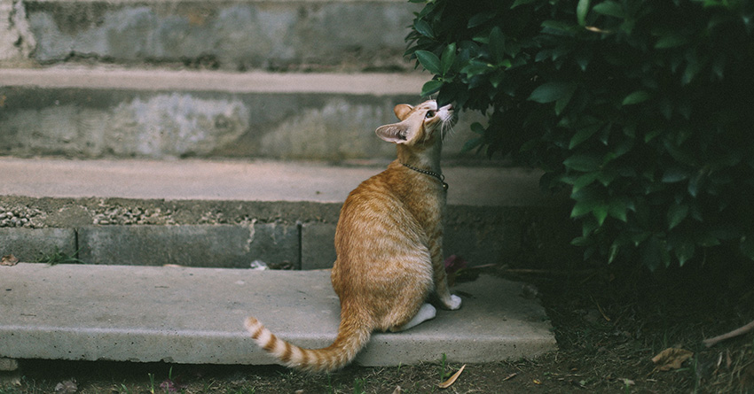 Photo by Nattarin Kraiwachirasit. Have a pet that makes your life a little better? Share their story and photo with the Take This community!