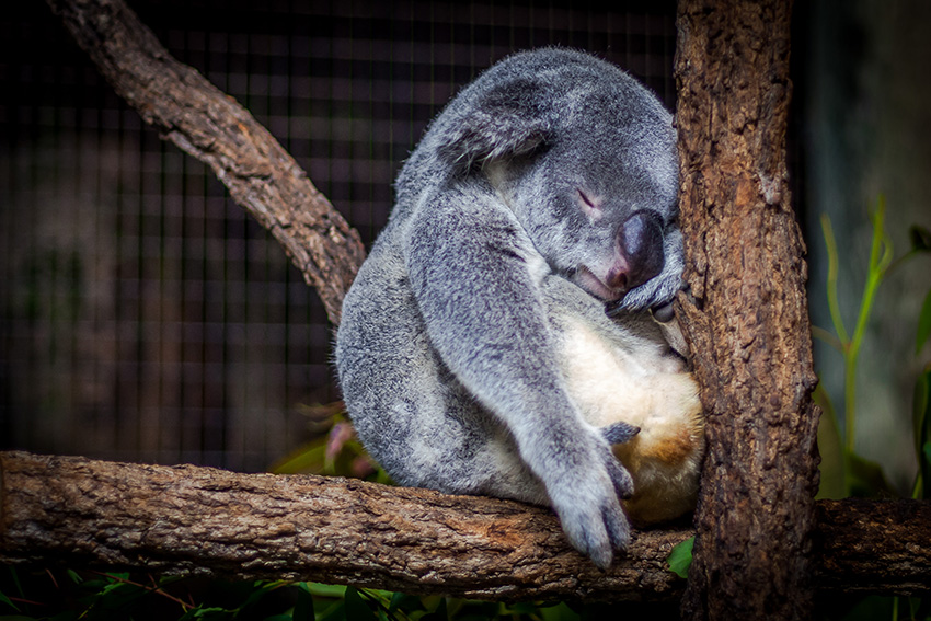 Image credit: Cris Saur. The koala knows that it's time for a break, folks -- we could all use a little extra self care.
