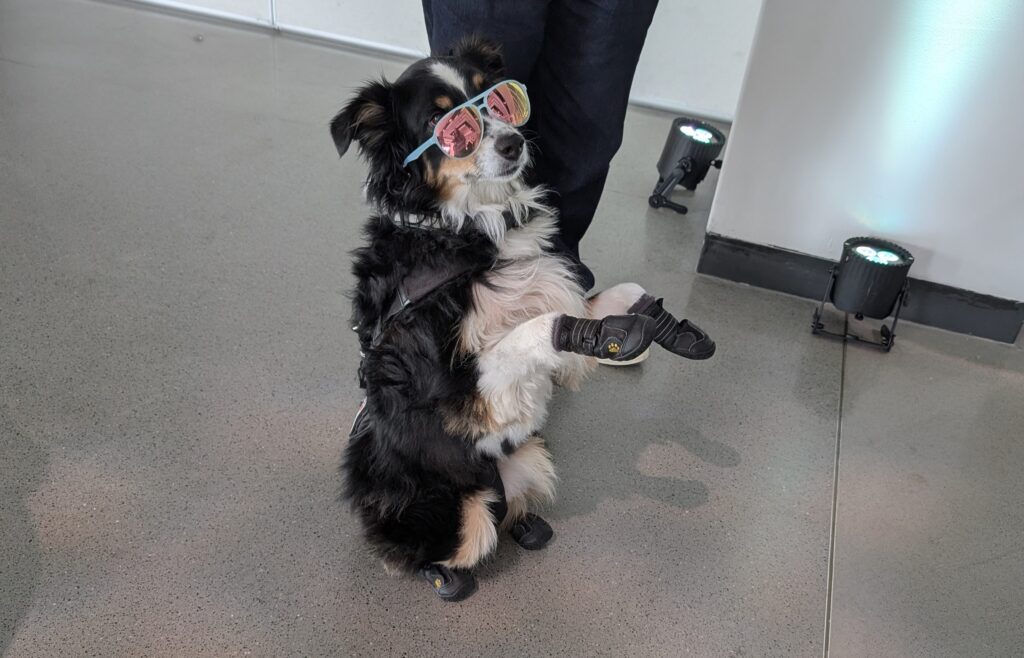 Photo of an Australian Shepherd dog wearing adorable booties and sunglasses sitting up on its hind legs.